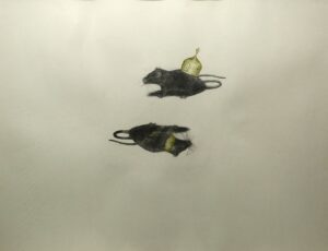 Affan Bagh Patti AG0024